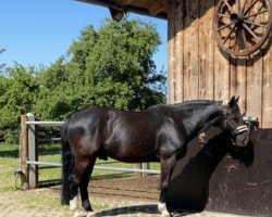 Pferd Enzo (Sächs.-Thür. Schweres Warmbl., 2010, von Enzio)