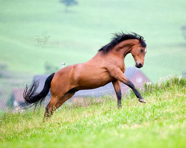 Pferd Hariton (Russisch Trakehner, 2001, von Hochtan)