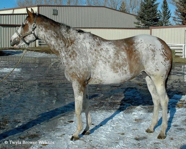 broodmare Colorfull Seattle xx (Thoroughbred, 2005, from Airdrie Apache xx)