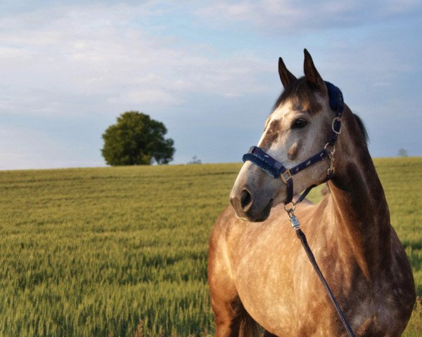 jumper Knockbrack Lizzy (Irish Sport Horse, 2015)