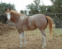 broodmare Airdria Lace xx (Thoroughbred, 2000, from Airdrie Apache xx)