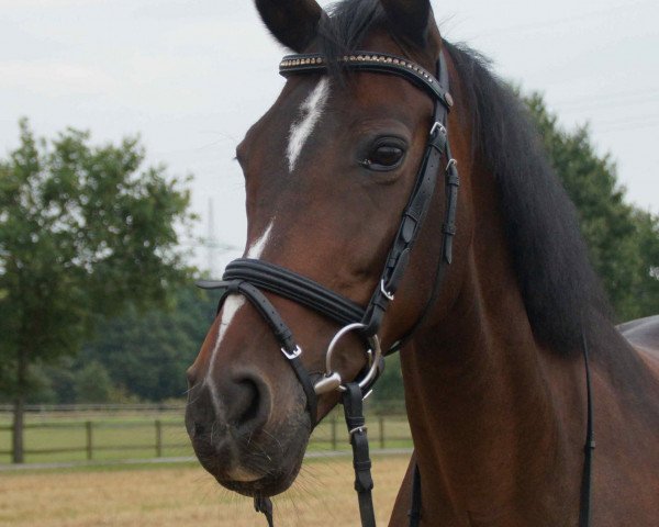 broodmare Rosalie (Westphalian, 2002, from Rubiloh)