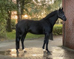 stallion New Classico (German Riding Pony, 2001, from Seven Mountain Natan)