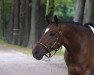 dressage horse Milano WS (German Riding Pony, 2009, from Mariano)