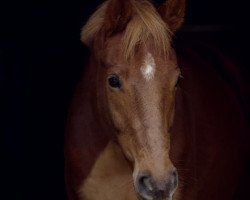 jumper Casino's Diamond (German Riding Pony, 2011, from Casino Royale K WE)