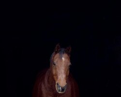 horse Kudaira Nadeem (Arabian thoroughbred, 2001)