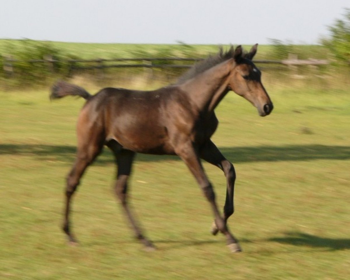 horse Charlie Tango (Westphalian, 2009, from Chardon)