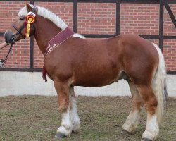 stallion Hauptmann (Rhenish-German Cold-Blood, 2019, from Helmut)