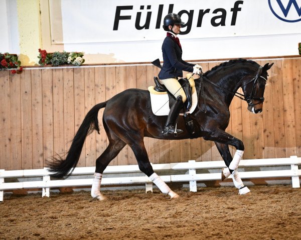 stallion Dagostino (Westphalian, 2018, from De Beau)