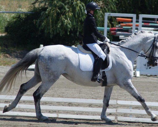 Springpferd Cantata (Kisberer-Felver, 2003, von Conrad Cókmók)