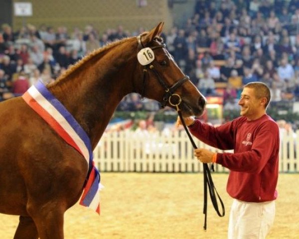stallion Casaltino (Holsteiner, 2011, from Casall Ask)