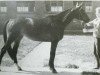 broodmare Solodame (Trakehner, 1989, from Ibar xx)