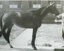 broodmare Solodame (Trakehner, 1989, from Ibar xx)