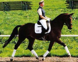 dressage horse Spencer 36 (Trakehner, 1999, from Black Magic Boy)