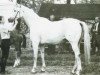 broodmare Sonnenblume VII (Trakehner, 1984, from Trafaret)