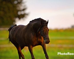 dressage horse Balance 2 (Austrian Warmblood, 2012, from Rubioso N)