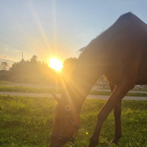 horse Lightning McQueen 9 (Oldenburg, 2015, from Landsieger I)