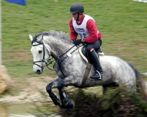 Pferd Feldchronist (Trakehner, 1996, von Sonnenstrahl 3417)