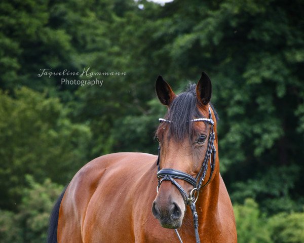 dressage horse Qantara 03 (Holsteiner, 2012, from Quintago VA)