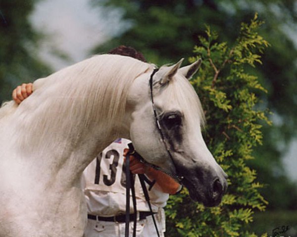 stallion El Thay Ibn Halim Shah ox (Arabian thoroughbred, 1985, from Ansata Halim Shah ox)