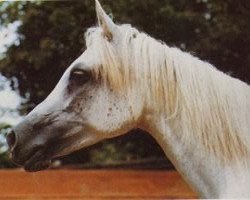 broodmare Mona III ox (Arabian thoroughbred, 1974, from Hadban Enzahi 1952 EAO)