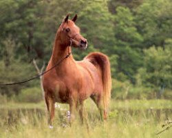 broodmare Ansata Samantha ox (Arabian thoroughbred, 1979, from Ansata Ibn Halima 1958 EAO)