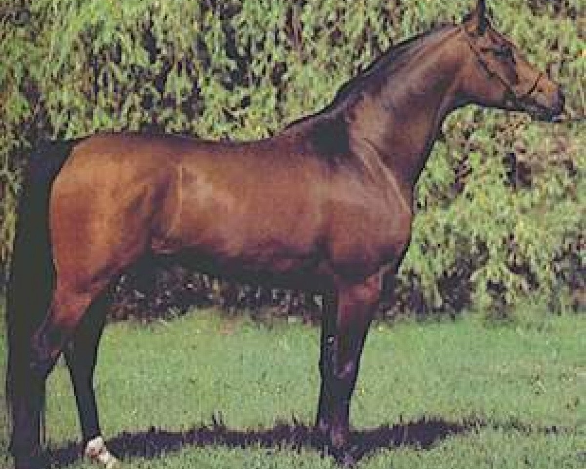 stallion Gil ox (Arabian purebred, 1981, from Probat ox)