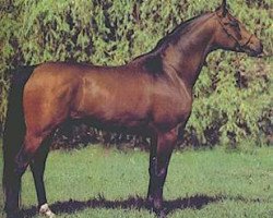 stallion Gil ox (Arabian thoroughbred, 1981, from Probat ox)