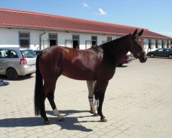 broodmare Quinsess (Oldenburg, 2009, from Quaterback)