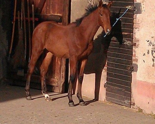 jumper Chacco Fit Z (Oldenburg show jumper, 2013, from Camargo 2)