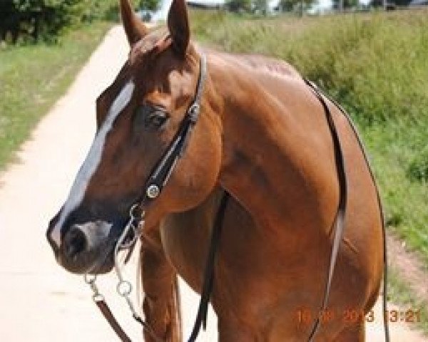 Zuchtstute Poco King Joe Cody (Quarter Horse, 2001, von Poco King Charro)