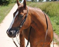 Pferd Poco King Joe Cody (Quarter Horse, 2001, von Poco King Charro)