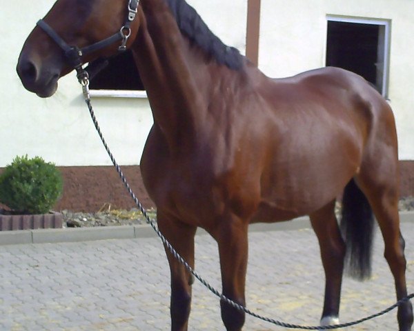 Pferd Heros 122 (Sachsen-Anhaltiner, 1996, von High Society)