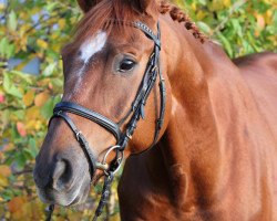 dressage horse Sunny Boy (Trakehner, 2004, from Fabricio)