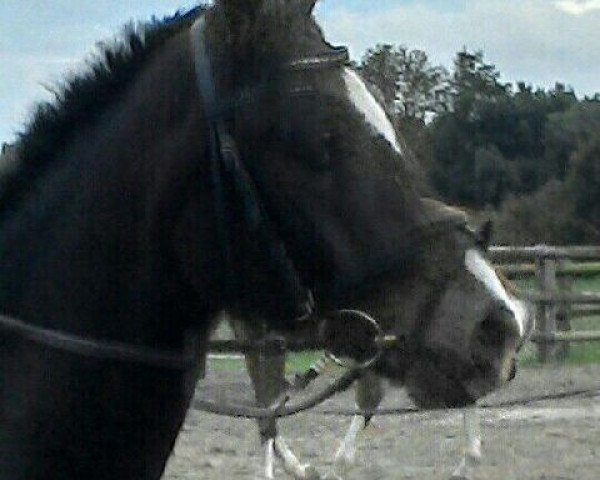 Springpferd Kolvenfeld's Vancouver Olympic (Deutsches Reitpony, 2010, von Very Painted N.N.)