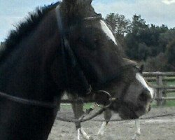 Springpferd Kolvenfeld's Vancouver Olympic (Deutsches Reitpony, 2010, von Very Painted N.N.)