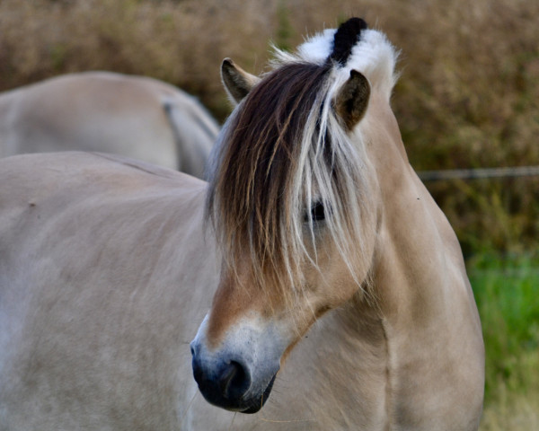 Pferd Knudehuse's Animal (Fjordpferd, 2009, von Frederik Skovå)