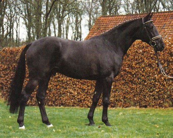 stallion Hamit AA (Anglo-Arabs, 1993, from Campetot x)