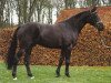 stallion Hamit AA (Anglo-Arabs, 1993, from Campetot x 1 POL)