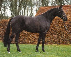 stallion Hamit AA (Anglo-Arabs, 1993, from Campetot x 1 POL)