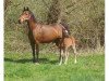 broodmare Julia (German Riding Pony, 1994, from Makuba)