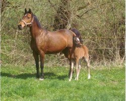 broodmare Julia (German Riding Pony, 1994, from Makuba)