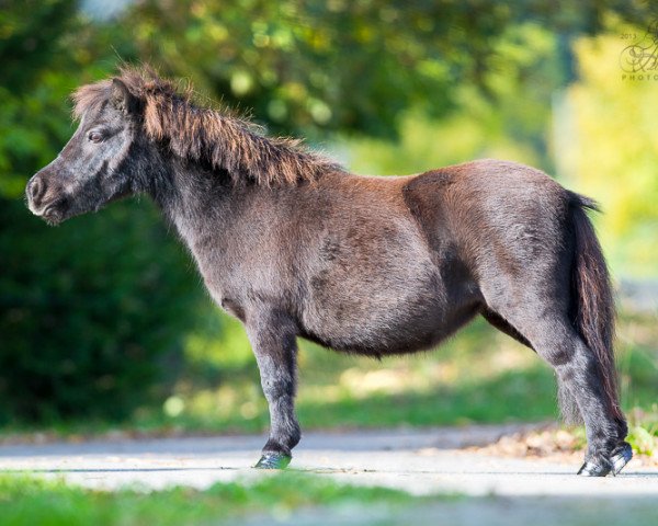 broodmare Yndra (Shetland pony (under 87 cm), 2000, from Right Rhum van de Hesterhoeve)