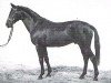 stallion Assistent (Trakehner, 1992, from Kornett II)