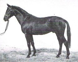 stallion Assistent (Trakehner, 1992, from Kornett II)