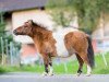 broodmare Marsala vom Ellernbrook (Shetland pony (under 87 cm), 2001, from Birling Sebastian)