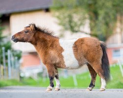 broodmare Marsala vom Ellernbrook (Shetland pony (under 87 cm), 2001, from Birling Sebastian)