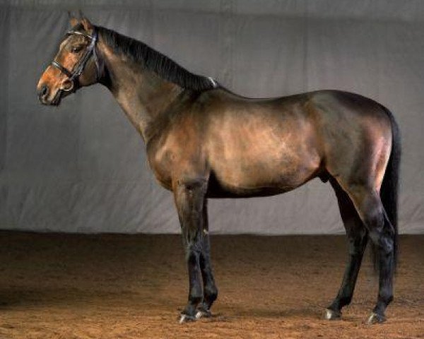 stallion Chase the Ace xx (Thoroughbred, 1993, from Nashwan xx)