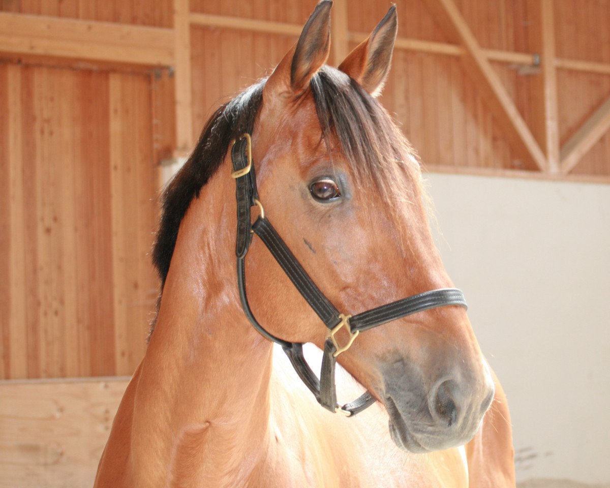 horse Calvin Borel (Traber, 2010, from Super Photo Kosmos S-6397 (US))