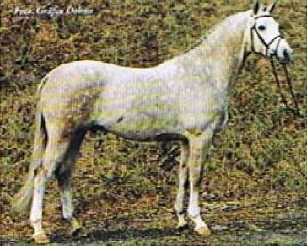 stallion Lambrusco (Trakehner, 1991, from Marduc)